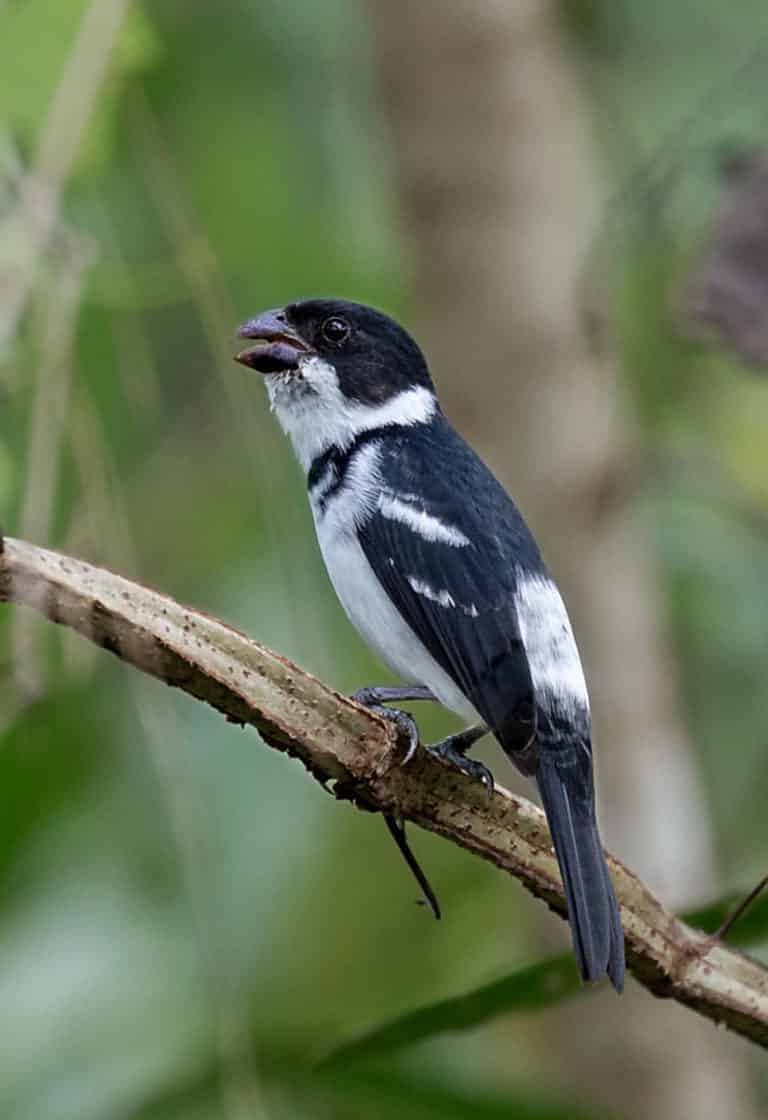 PAPA-CAPINS do BRASIL: Quantas espécies existem?  Curiosidades dos  coleirinhos, patativas e curiós 